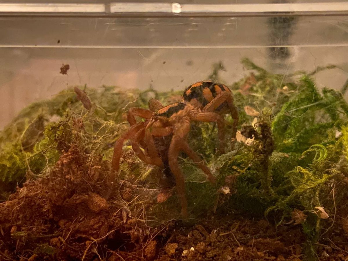 halcyons_home's tweet photo. I thought I’d share photos of my Hapolopus sp. Columbia sling. The colors of this species are just spooktacular, haaa. They just molted a few days ago too so that orange really pops.  #spiders  #arachnids #tarantulas #petkeeping #exoticpets https://t.co/YY0o9zGCmO