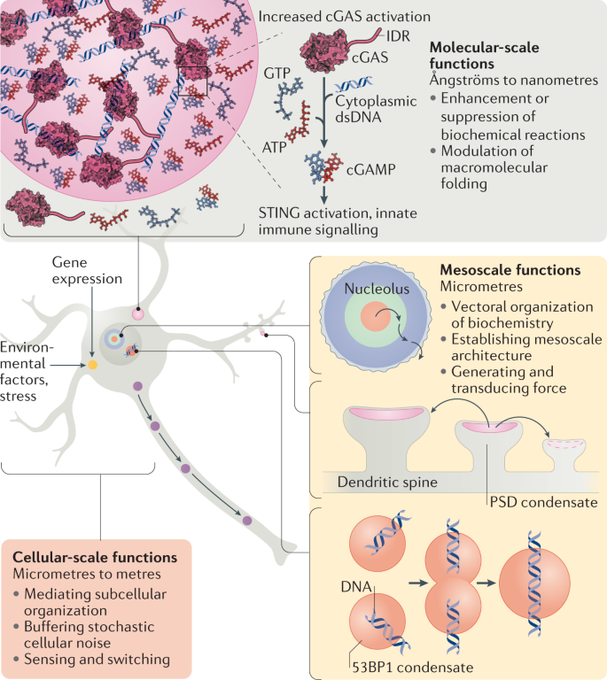 NatRevMCB's tweet photo. @NatRevMCB FOCUS on #LiquidLiquidPhaseSeparation
Roadmap by Mike Rosen and co: A framework for understanding the functions of #biomolecularcondensates across scales
@a_s_lyon @UTSWNews
https://t.co/tFxhDPvfiB
Now FREE from 1 month https://t.co/wbU2ZakCEA