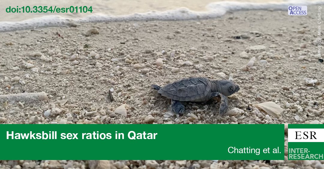New research from <a href="/escqu/">ESC-Qatar University</a> - <a href="/QatarUniversity/">جامعة قطر</a> suggests that a warming climate may potentially result in significant feminization of #CriticallyEndangered #HawksbillTurtle hatchlings in Qatar throughout the 21st century. 

Read more <a href="/ESR_IR/">Endangered Species Research</a> ➡️ bit.ly/esr_44_149