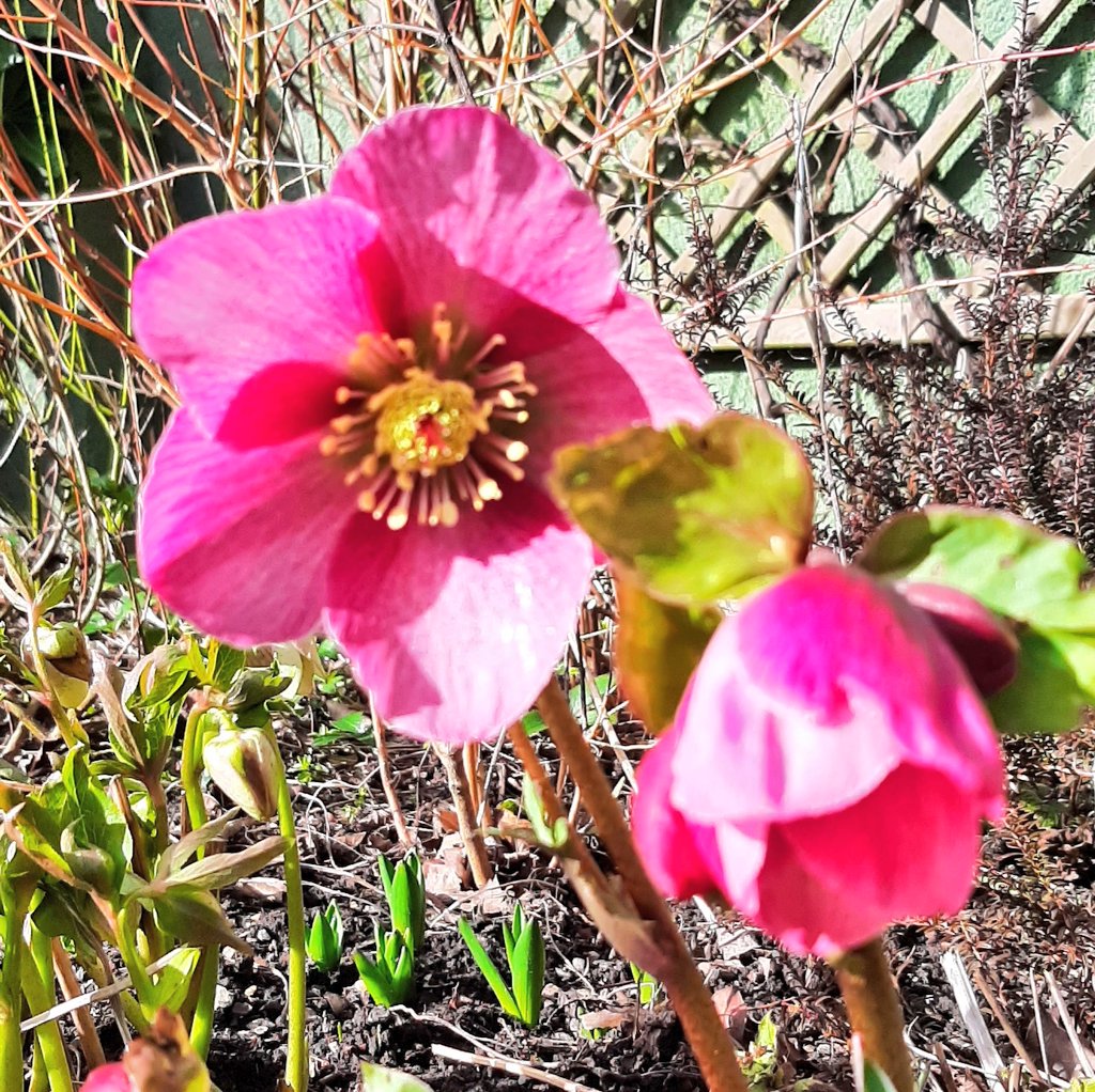 jpmoseley's tweet photo. Hellebore 'Madame Lemonnier' looking rather ravishing in the February sunshine.

#hellebores #helleboresofinstagram #inmygardentoday #helleboremadamelemonnier #getgrowing #herbaceous #perennial #derbyshiregarden #JonathanMoseley #flowertalk https://t.co/zCfkYNcQQC