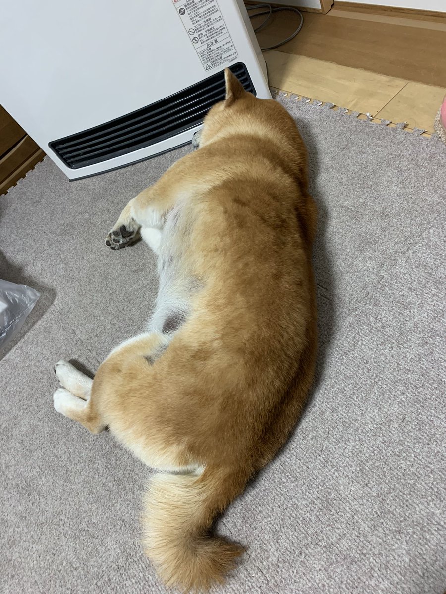 ストーブ犬 Twitter Search