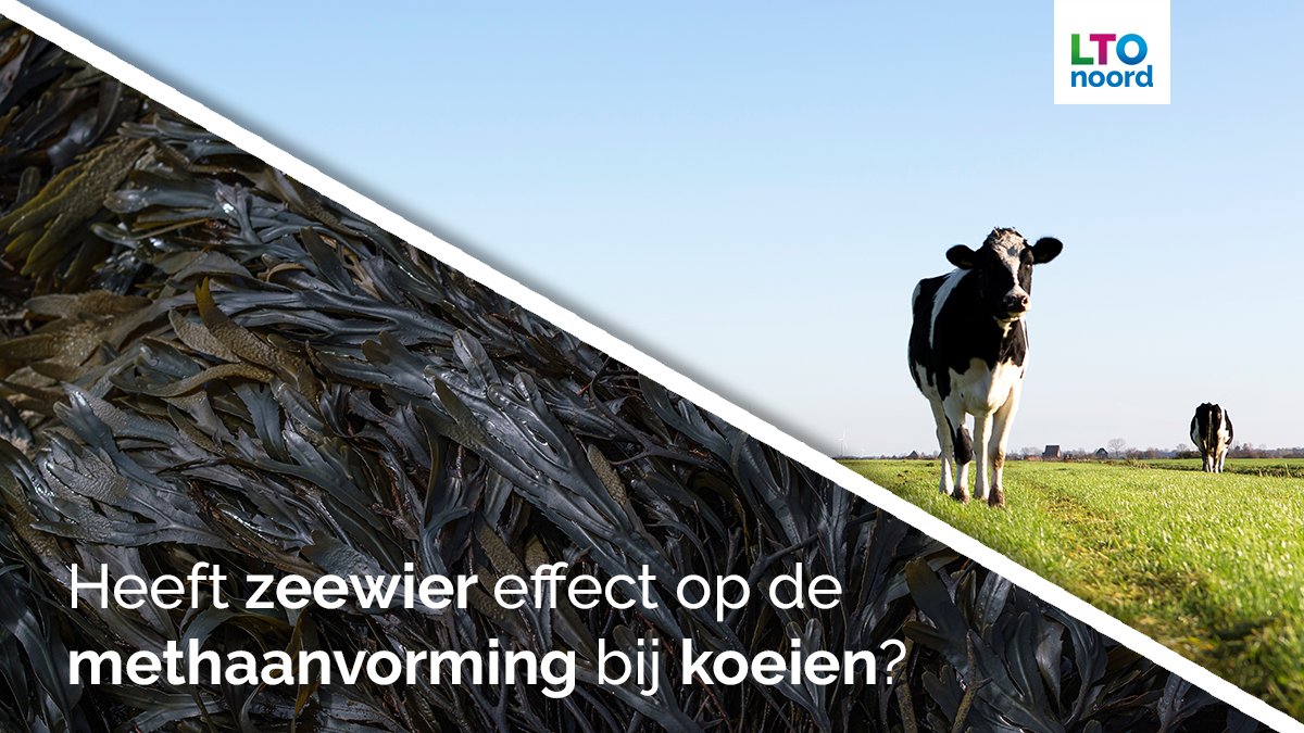 Kan zeewier de uitstoot van methaan verminderen als het als voedingssupplement aan melkkoeien wordt gegeven? ltonoord.nl/project/zeewie…
