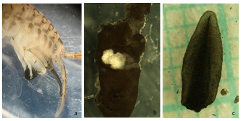 My first ever lead-author paper has just been released in <a href="/SciReports/">Scientific Reports</a>! If you're interested in #InvasiveSpecies, and want to read about the potential impact of #Dikerogammarus villosus on UK #amphibians, then please check it out! #INNS #functionalresponse
tinyurl.com/2kd5zv6u