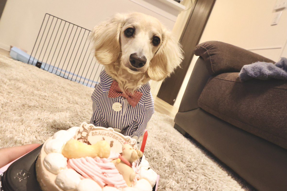 ____ulu____'s tweet photo. うるくん、誕生日おめでとう🎂🎁💓
豪華ディナーとケーキでお祝いしました🥰
#ミニチュアダックスフンド　#ダックスフンド　#犬のいる暮らし　#愛犬　#犬好きさんと繋がりたい　#うるくん成長日記　#うるくん生誕　#1歳　#2月25日生まれ　#お誕生日 https://t.co/NoX2dRaLFs