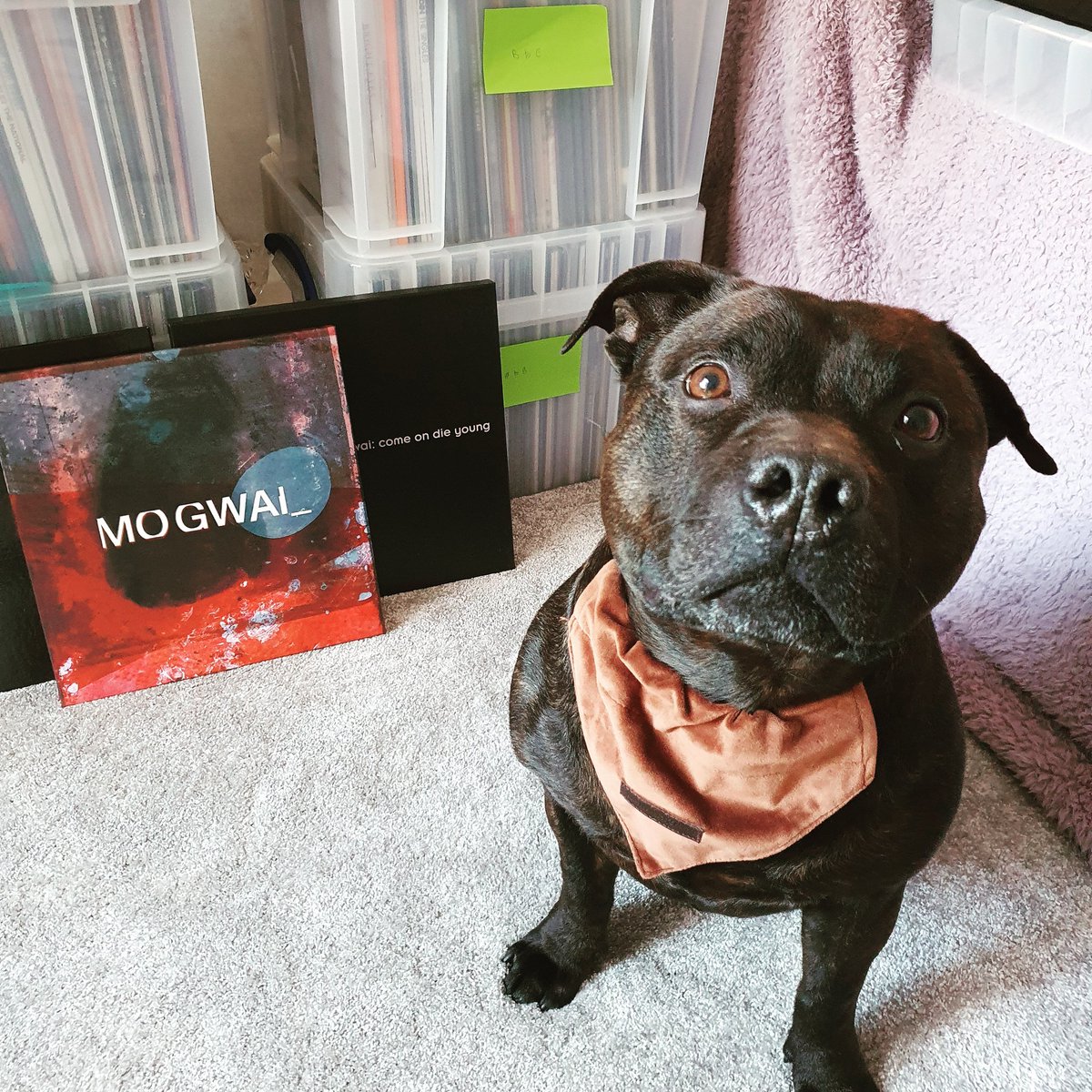 Ozzy fully supports Mogwai topping the album charts.
#Mogwai4number1 #Mogwai @mogwaiband @rockactionrecs 

instagram.com/p/CLtpsKoAuQa/…