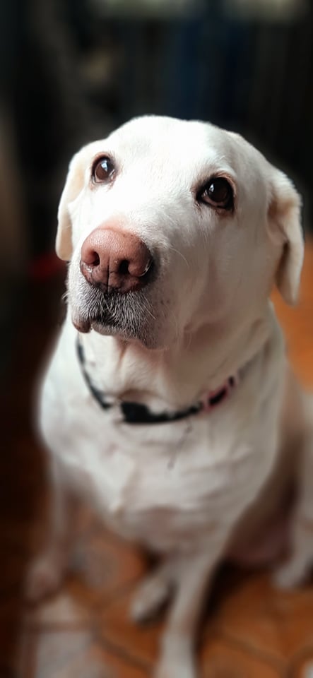 labportugal5's tweet photo. #Labrador #dogs #pets #ilovemydog #cao #dog #love #cachorrofofo #dogsoftwitter #dogfriends #dogsarelove #dogsarefamily #Cachorros #perros #lovedogs #Caes #labs #cutedogs #caesfofos #amocachorro #Portugal #labradorretriever #lovepets https://t.co/i17GlYR7rg