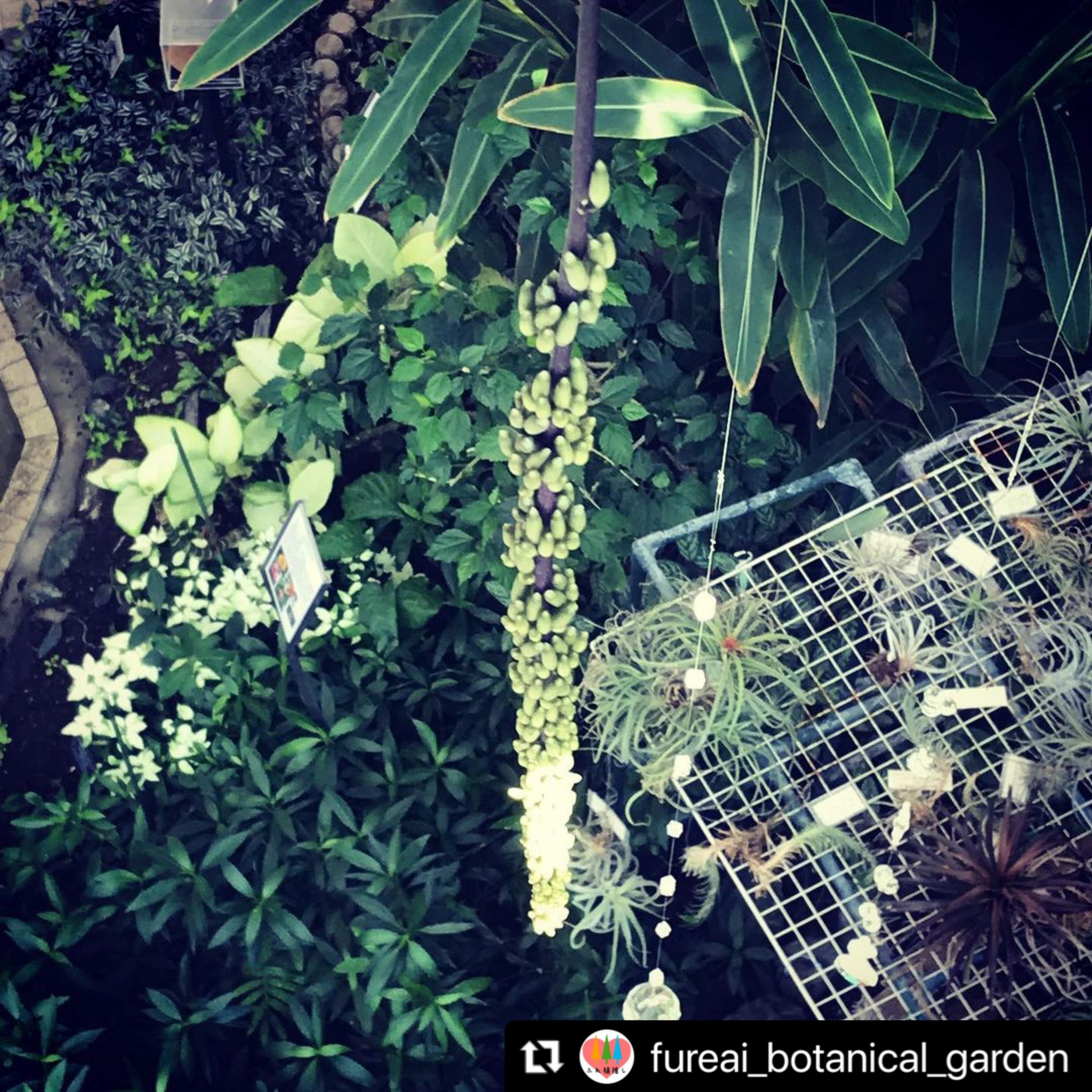 福岡市植物園 楽しみながら学ぶ 昨日の答えは ヒスイカズラ のつぼみでした 写真は 渋谷区ふれあい植物センター の ヒスイカズラ 各地の 植物園 の ヒスイカズラ 情報もチェックしてみてくださいね 東南植物楽園 ではもう咲いているそうです
