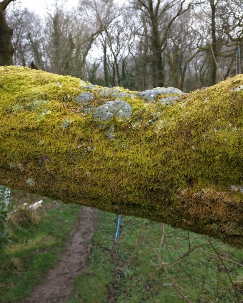I know it rains a lot in Wales, but frog spawn on a tree branch?  I found out later that it was probably  taken there by a bird. So if you see any like this,  try and pop it back into a nearby pond. # frog #spawn# tree #branch