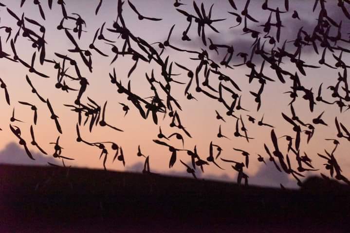 Starlings, and plenty of them. A flock has taken to roosting at Lizard Point in Cornwall, in gardens near the cliffs. They are a sight to behold during their murmurations - thanks to Barry Lovelock for sharing this photo.⁠
⁠
#NationalTrustSouthWest #WildlifeWednesday