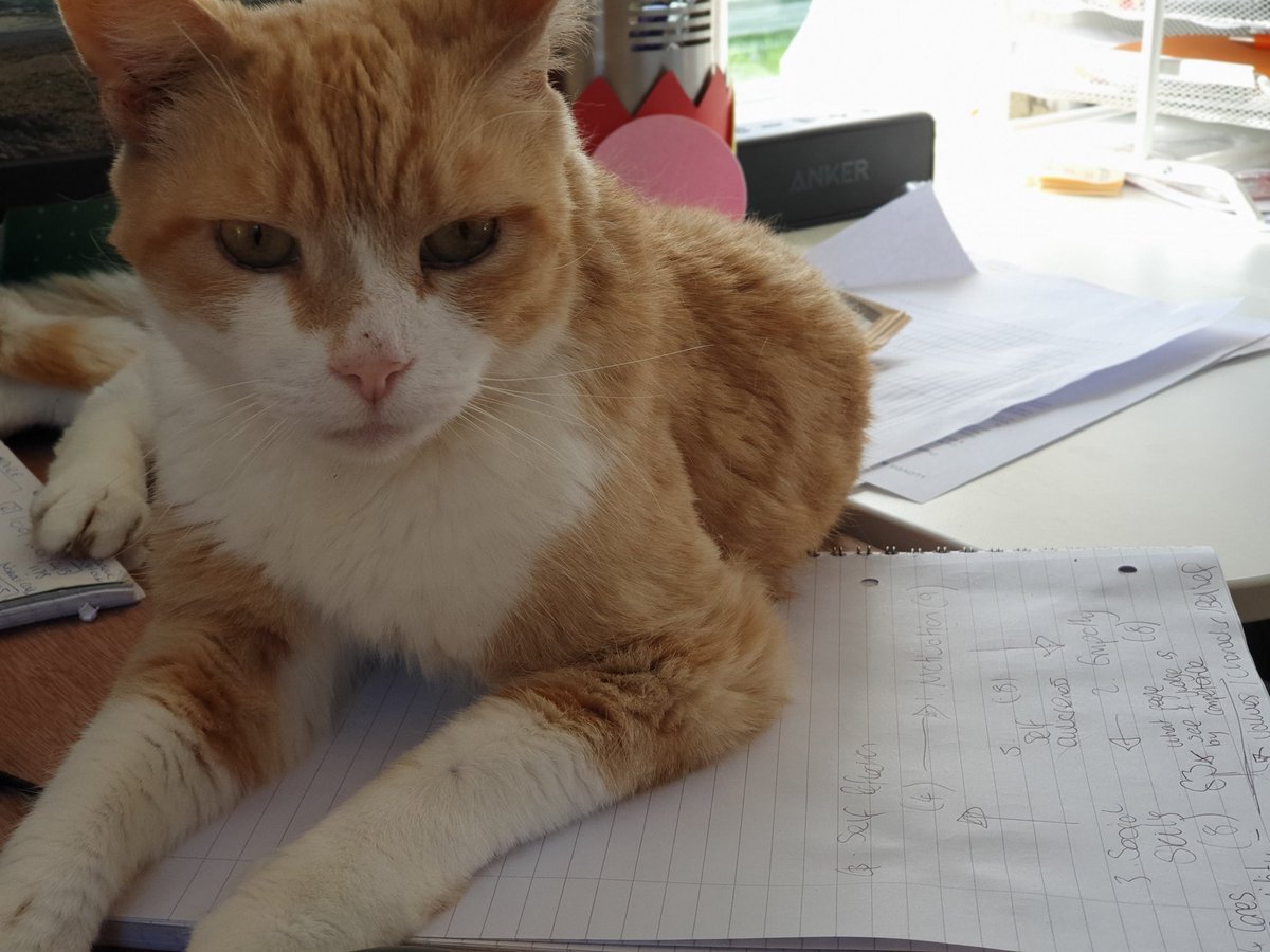 JenSiggs's tweet photo. A feline note saboteur joining me for the 'Politics and Influence' workshop of the #IamAurora programme. Taking lunch to reflect on my credibility and what has driven my personal politics. https://t.co/X2aI2NmWAz