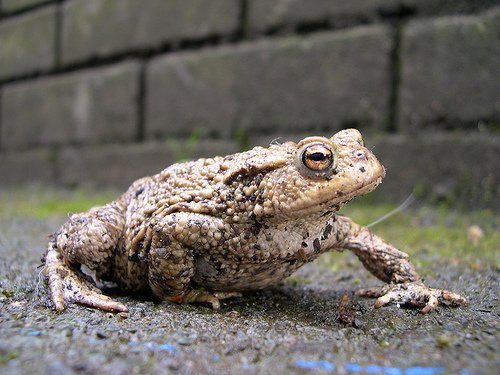 Calderdale's toads are moving to their breeding sites. Take care if you are driving in the evening (look out for toad road signs). Slow down & be aware that Toad Patrollers could be in the road helping toads to cross safely. They will move between now & mid April on mild evenings