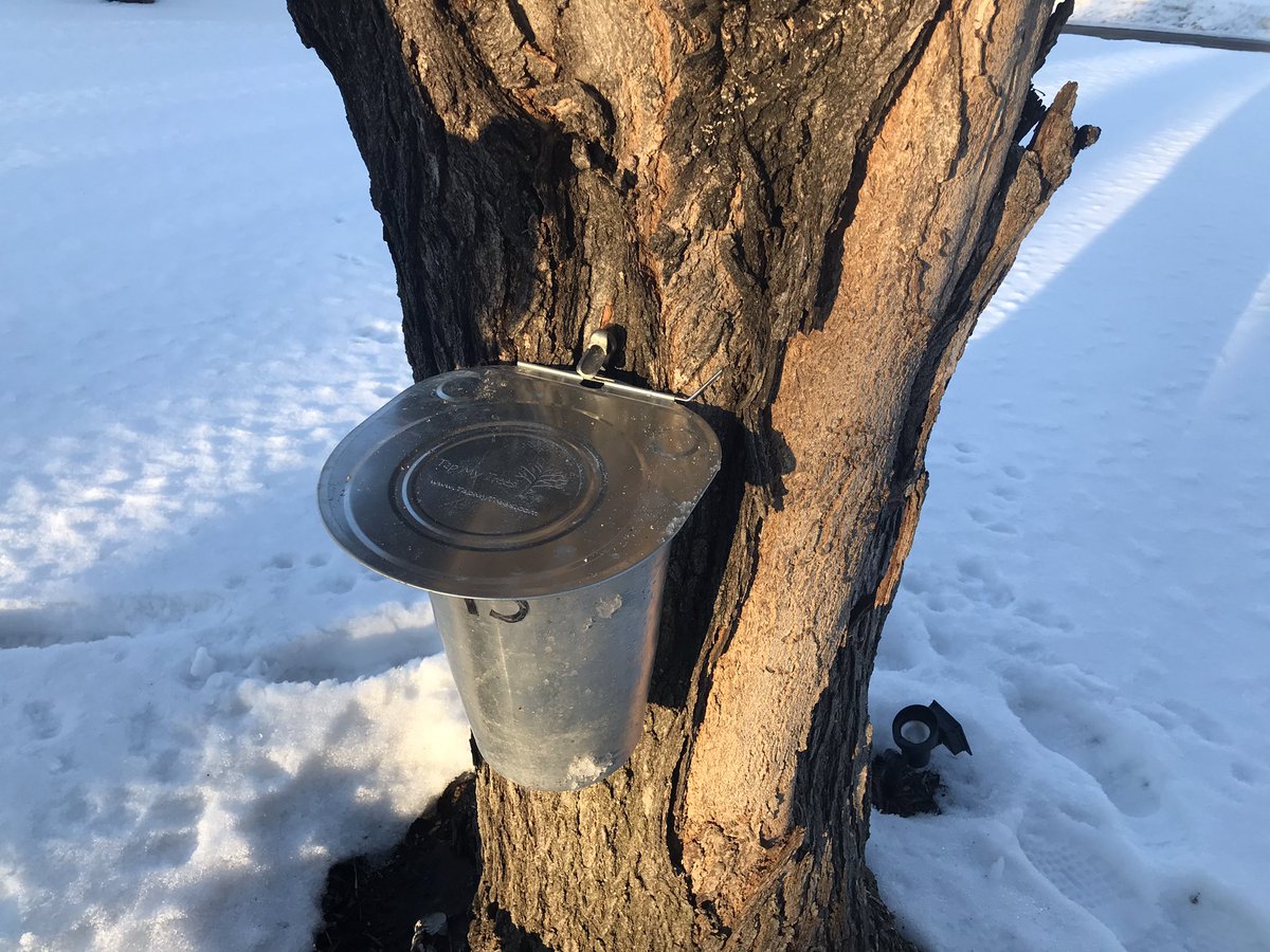 alicialewisKARE's tweet photo. Iโm a serious sapper @KrisLaudien ๐๐ Okay... in all honesty my husband and I have NO CLUE what weโre doing when it comes to tapping trees for syrup ๐คฃ Any advice would be greatly appreciated ๐๐ผ๐ #Sappers #MapleTreeTapping ๐คท๐ปโโ๏ธ https://t.co/dxjGrzQ7DK
