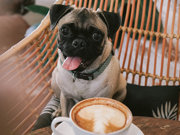 tabletpos's tweet image. 🐶🐕‍🦺Dog-friendly restaurants in Cape Town 

The Mother City is in no short supply of dog-friendly spots. From leisurely weekend dining to quick morning coffee runs, here’s where your furry friends are more than welcome. Read here: bit.ly/3dI0yIo #petfriendlyrestaurants