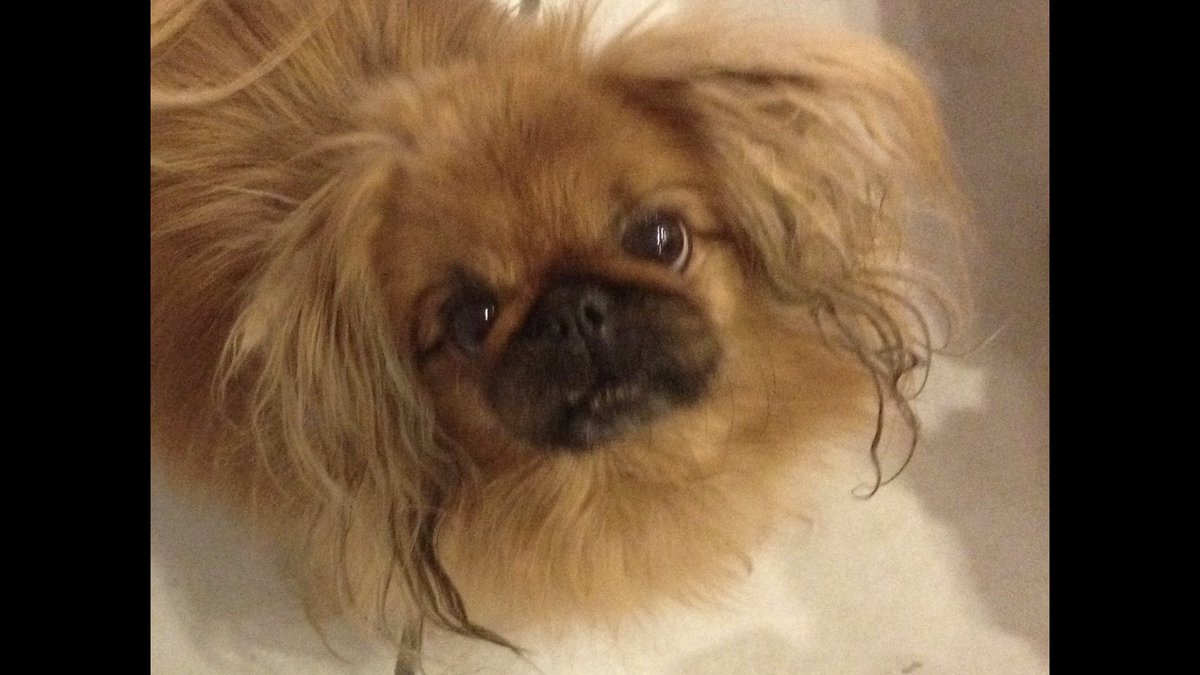 MsMassachusetts's tweet photo. @TruckerDash @TheFirstDogs @schultzinit I feel your pain.  I just lost my 17 year old Pekingese Bella.   Due to the flea medication vet gave me to use on her.  Then 4 months later I lost my Rescue pup Becky to liver cancer.   We figured she was about 13 since she was an adult when I rescued her. beyond heartbroken 💔💔 https://t.co/ULSGmIaU84