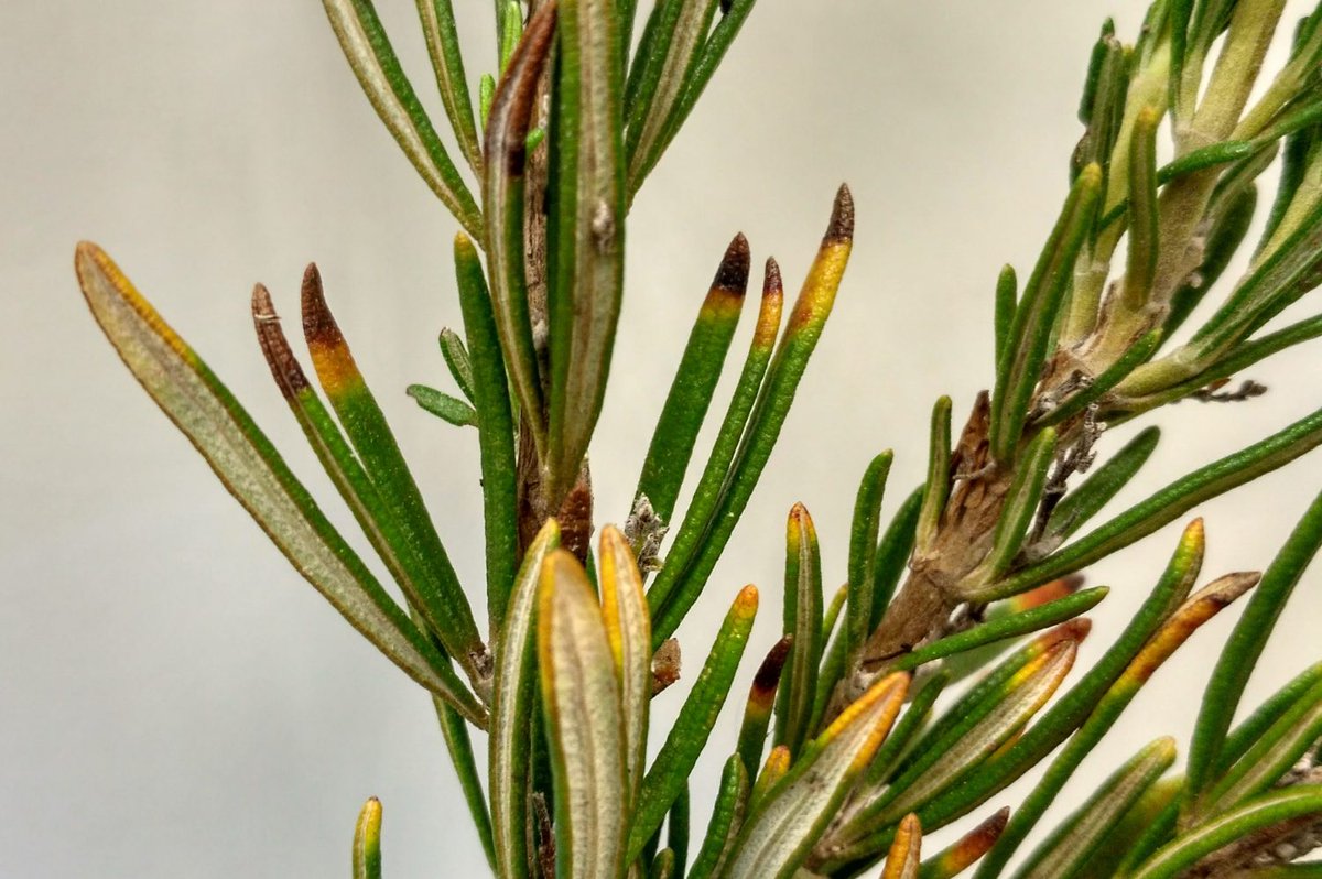 It’s not here yet – and we don’t want it! The BRIGIT consortium has designated 1st week of March 2021 as ‘Xylella Awareness Week’ to with workshops each morning from 2 – 5 March 2021. https://t.co/YLvYhWJMJZ @JohnInnesCentre #treediseases #Xylella https://t.co/iNiVYjWmMr