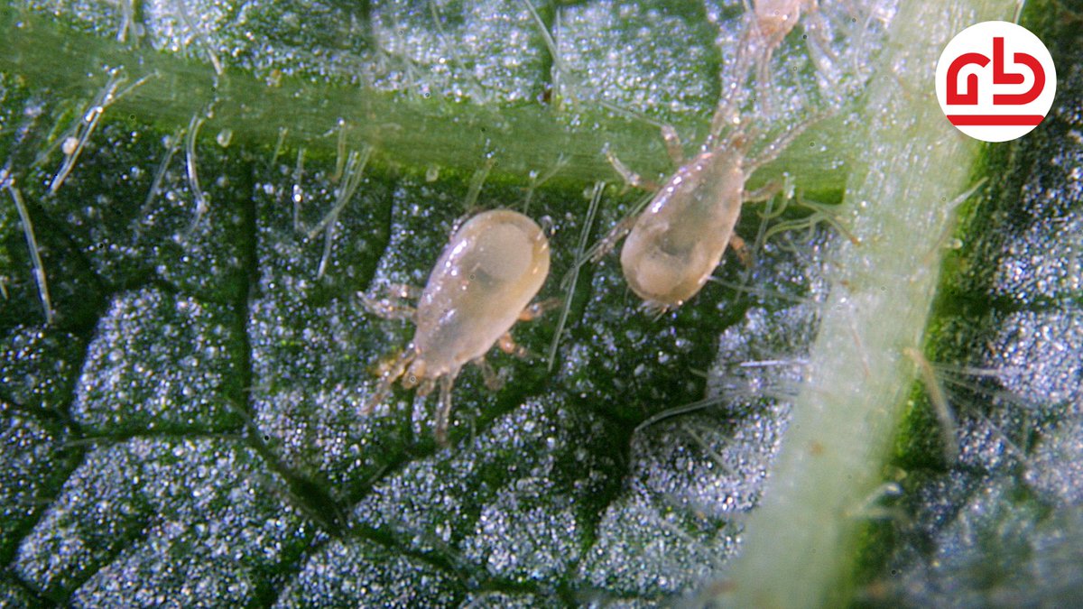RoyalBrinkmanUK's tweet photo. - Early defense against thrips -
Looking for the best solution to prevent thrips in your crop? Our Amblyseius #cucumeris are here to help you.
Please contact one of our specialists for more info and advice. » sales@brinkmanuk.co.uk
#agrobio #brinkmanUK #amblyseius #thrips https://t.co/hUnCuAh85f