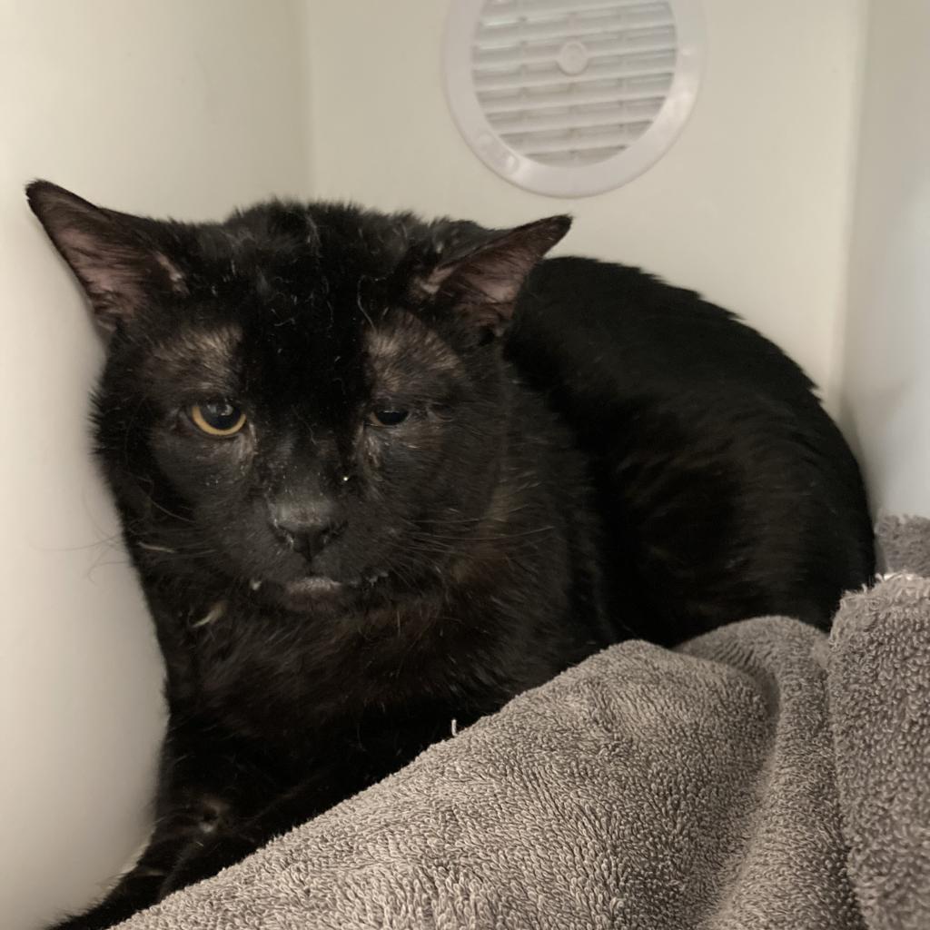 MorrisAnimal's tweet photo. Buddy is a sweet three-year-old kitty looking for a forever home! Buddy has a few medical issues, but he's been steadily improving under treatment. Make him your buddy and adopt today! Email us at adoptions@morrisanimalrefuge.org with the subject BUDDY to learn more. https://t.co/uYWzIEkB6Y