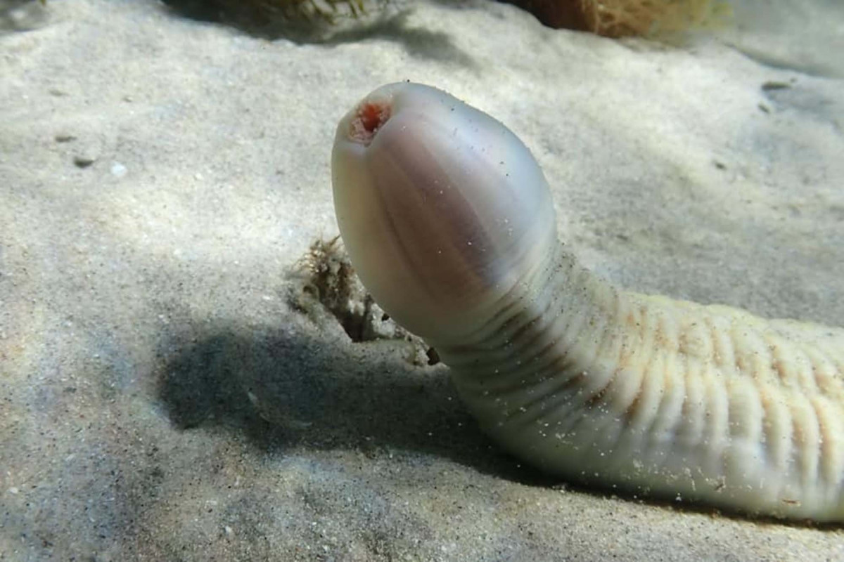 Биолог делает снимки "рыбы-пениса" во время ныряния у австралийского побережья