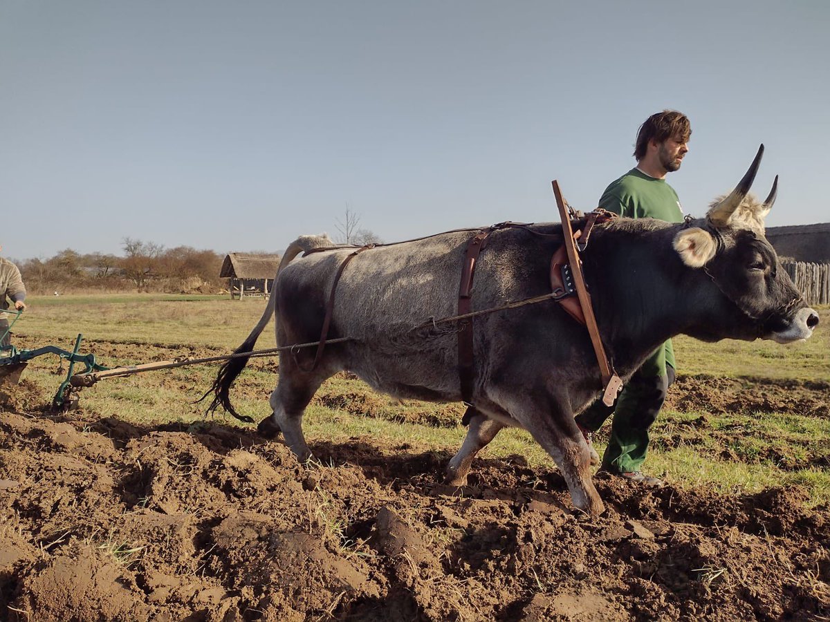 claus_kropp's tweet photo. Carpe diem
#oxen #plowing #lauresham https://t.co/gqcamPOfuX