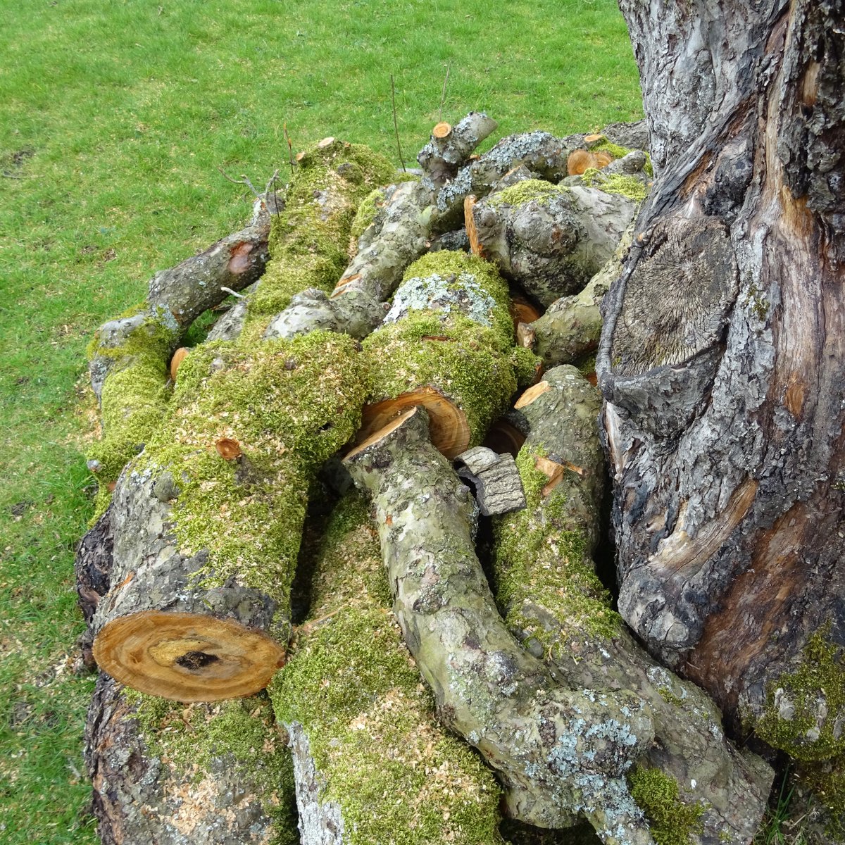 SlCathy's tweet photo. #MossFest @NTGreysCourt  This venerable tree has seemingly succumbed to old age, but it has been beautifully arranged now as a tree trunk surrounded by a kind of mossy "nest", made up of its own sawn branches.

Beautiful.  @lakesmosslichen https://t.co/6BDaQi57Dr