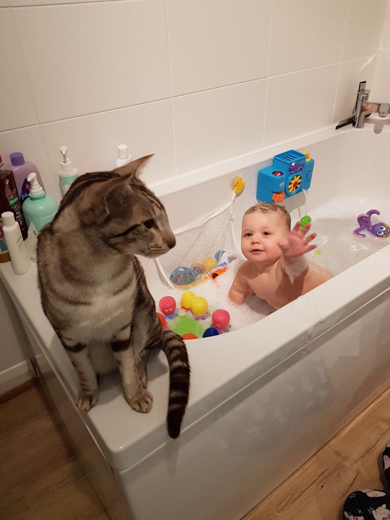#bathtime with my sister.... tempted to have a dip myself! #CatsOfTwitter #CatsOnTwitter