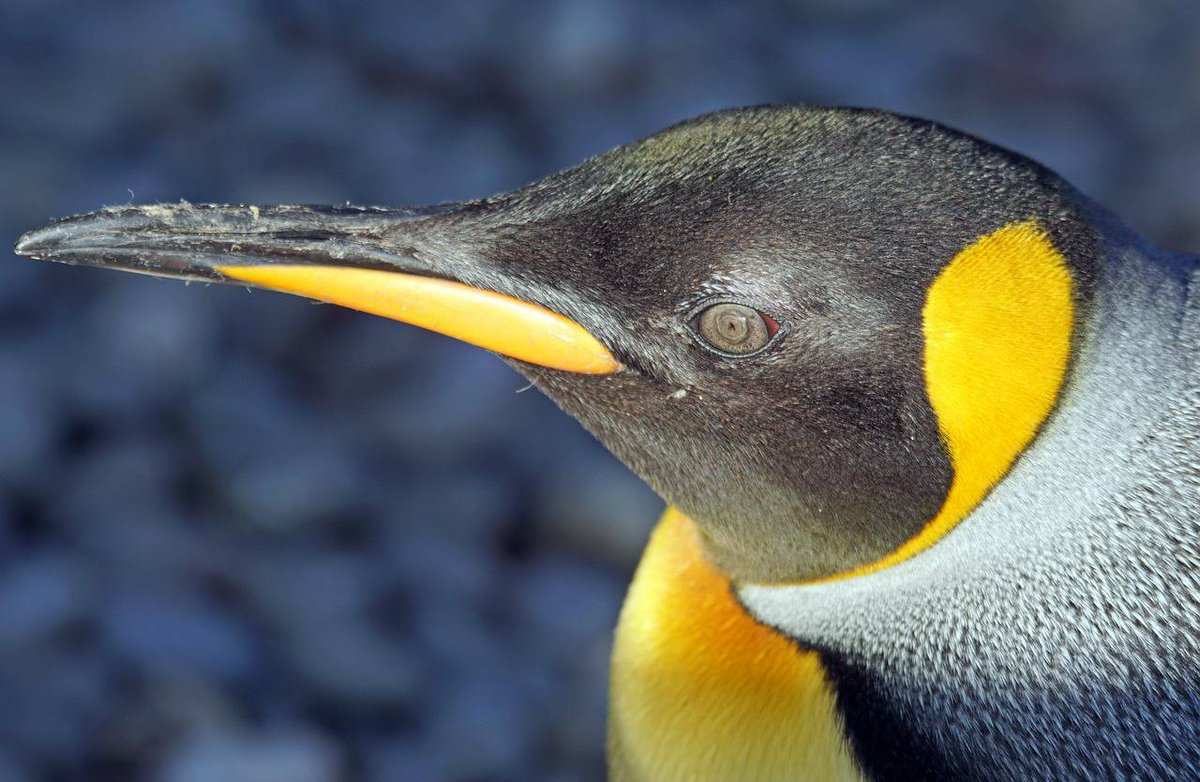 Penguins (@penguins_person) on Twitter photo 