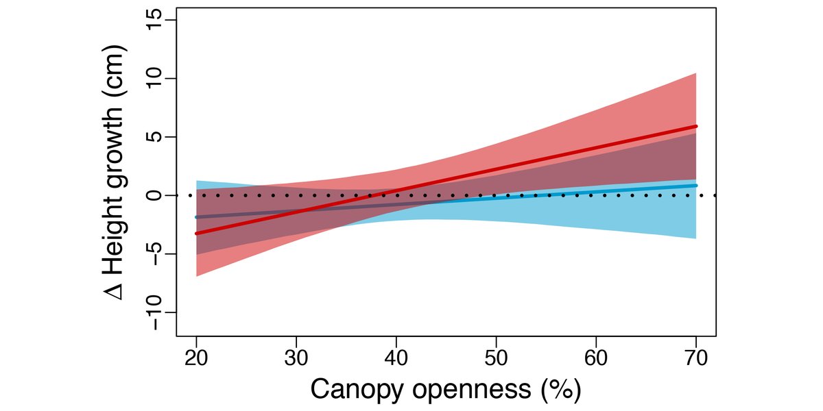 ESAEcosphere's tweet photo. Release from competition helps spruce seedlings near their range edge - especially during #drought
#Competition #RangeLimits #WhiteSpruce #OpenAccess @NotherEcologist
https://t.co/wBspMB3ue5 https://t.co/SUMqPxNhty
