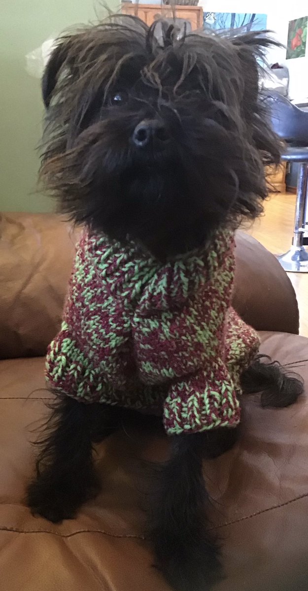 Jocelynn13's tweet photo. #dogsoftwitter #dogsofinstagram #dogs #dogsarelove #dogsarethebest #dogsarefamiliy #knitstuff #knithappens #completedproject Charlotte’s Basic Knit Sweater us complete. I doubled the tarn, knit the neck and legs longer. Bit tighter around the chest so she won’t jump out. https://t.co/urrBT4ySqI