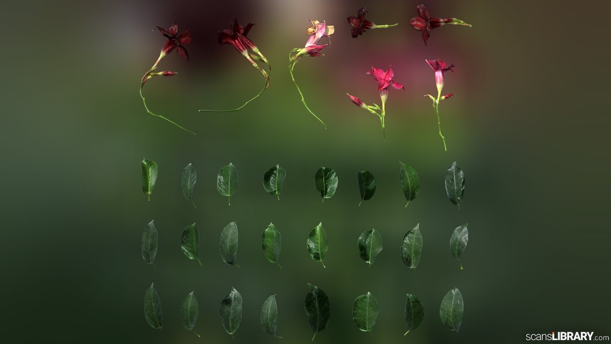 ScansLibrary's tweet photo. NEW Atlases - Mandevilla
You can view all "Plant" scans here:
https://t.co/5aoe6ibcAt
#scanslibrary #scanning #3dmodeling #3dmaterials #3dtexture #scandata #render #photogrammetry https://t.co/BsqiOclXR1