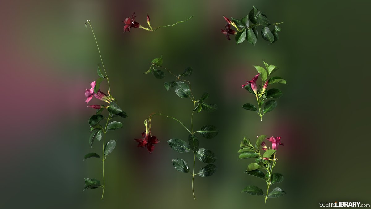 ScansLibrary's tweet photo. NEW Atlases - Mandevilla
You can view all "Plant" scans here:
https://t.co/5aoe6ibcAt
#scanslibrary #scanning #3dmodeling #3dmaterials #3dtexture #scandata #render #photogrammetry https://t.co/BsqiOclXR1