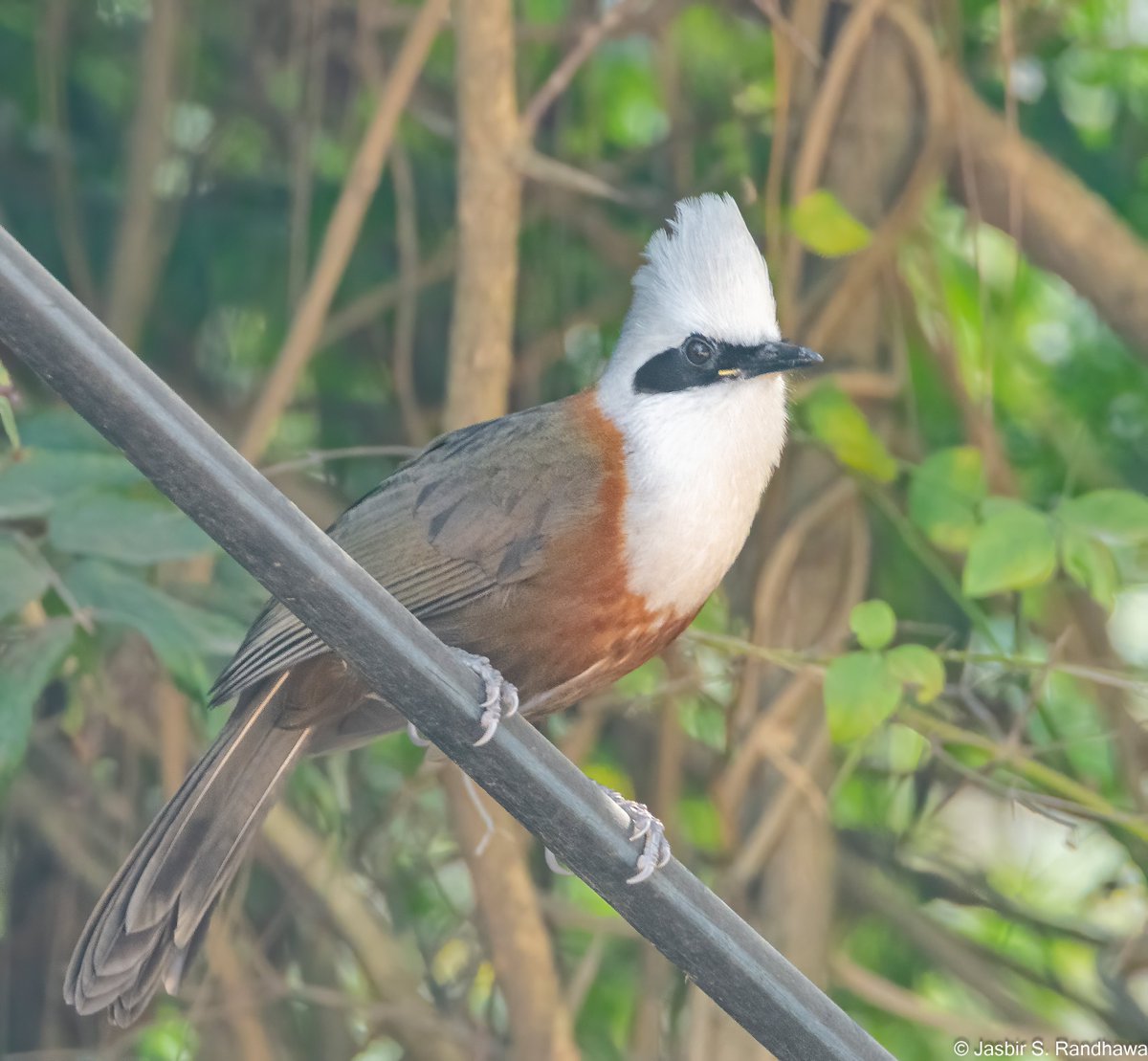 jasbirsrandhawa's tweet photo. White-crested Laughingthrush (Garrulax leucolophus)
Captured on Sunday

#PunkBirds #IndiAves @IndiAves @goldsant #BBCWildlifePOTD @Avibase @orientbirdclub @Team_eBird @birdcountindia @MacaulayLibrary @BirdLife_Asia @cbcchandigarh @greenroofsuk https://t.co/oicAkOaEhq