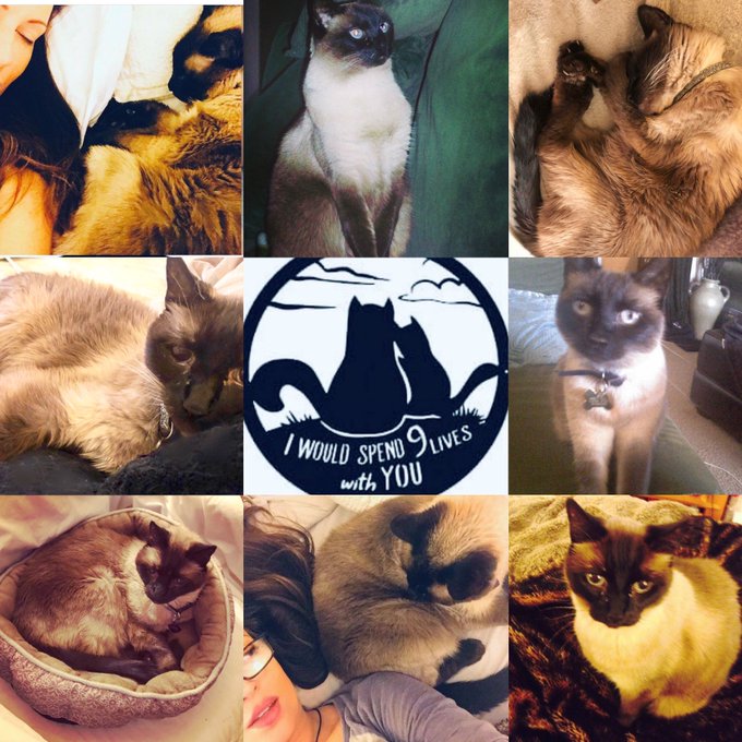 Shakti aka &ldquo;Saki&rdquo; was the best friend/family, I&rsquo;ve ever had. We were together for 20 years. She passed<a href="/tag/throwbackthursday"class="tags"><span>#throwbackthursday</span></a><a href="/tag/nikkinova"class="tags"><span>#nikkinova</span></a>