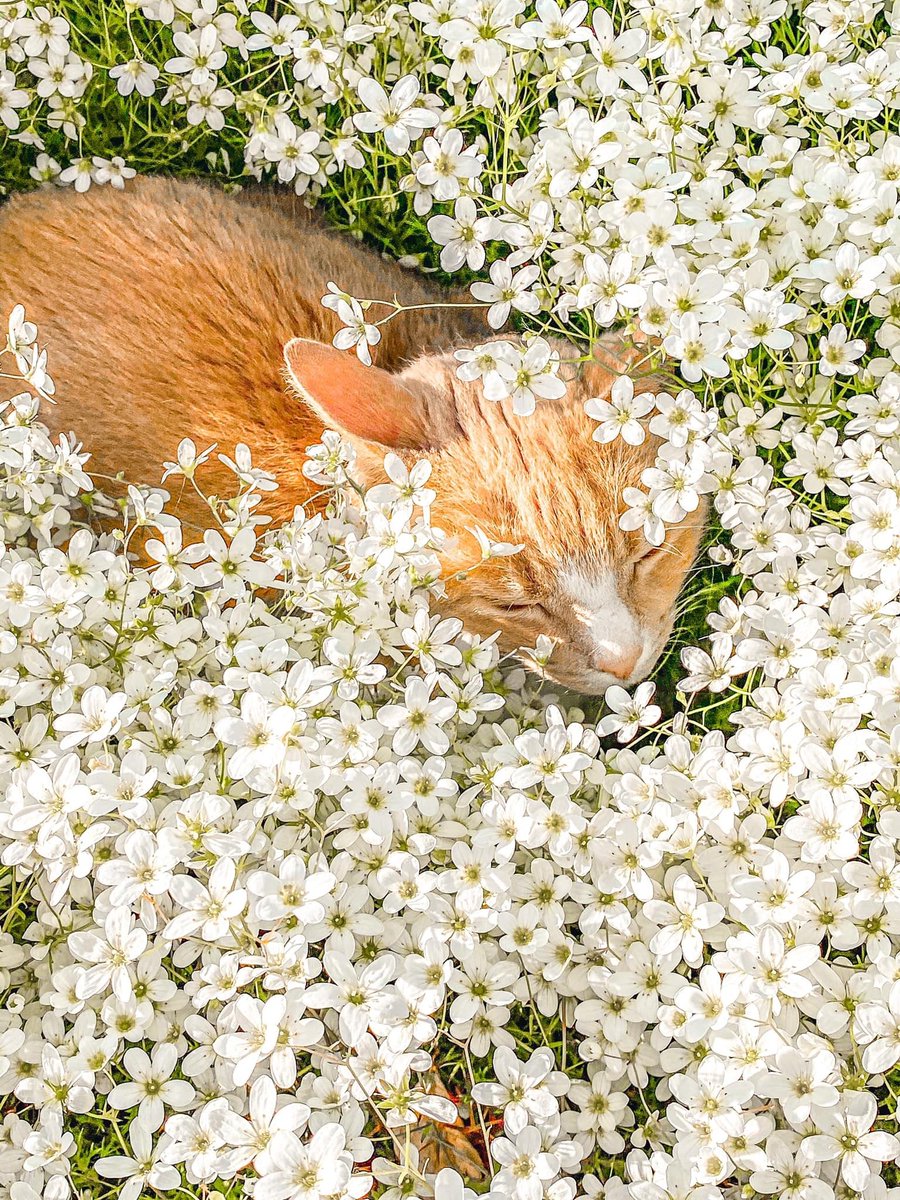 mostlycatsu's tweet image. 