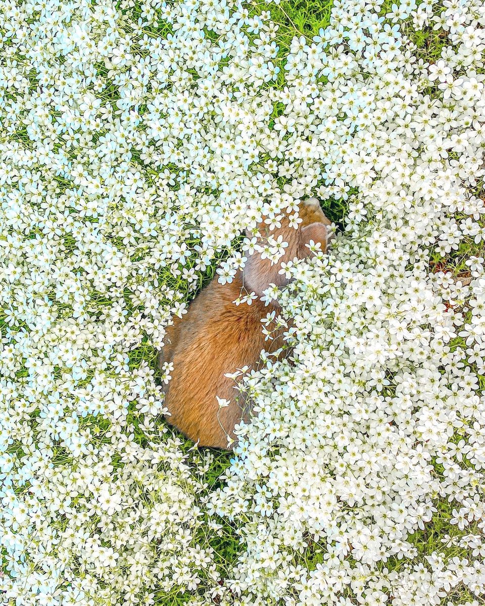 mostlycatsu's tweet image. 