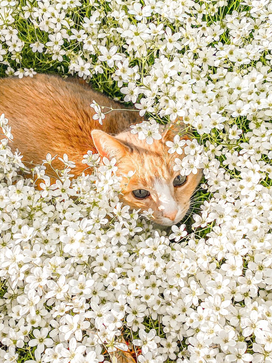 mostlycatsu's tweet image. 