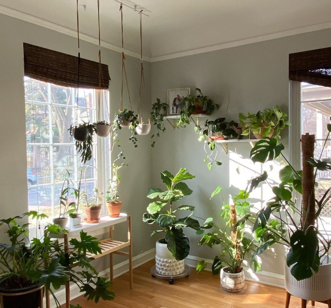 lavieestbelIe's tweet photo. Plant filled interiors https://t.co/K1Oh0aHuMB