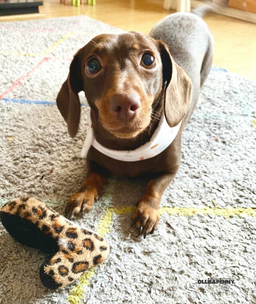 ollieandpenny's tweet photo. Who could say no to those eyes! ๐๐ถ๐
โข
#boop #thosebigeyes #fetch #fetchislife #minidachshund #sausagedog #doxielove #ilovemydog #dachshund #dogsinbandanas #irishdog #dachshundsofinstagram #instadog #pooch #daxieoftheday #irishdachshund #dogs #ollieanโฆ https://t.co/BQ2UtsDLps https://t.co/FL9VSSspqW