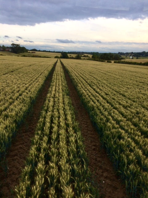 James Mayes tweet media