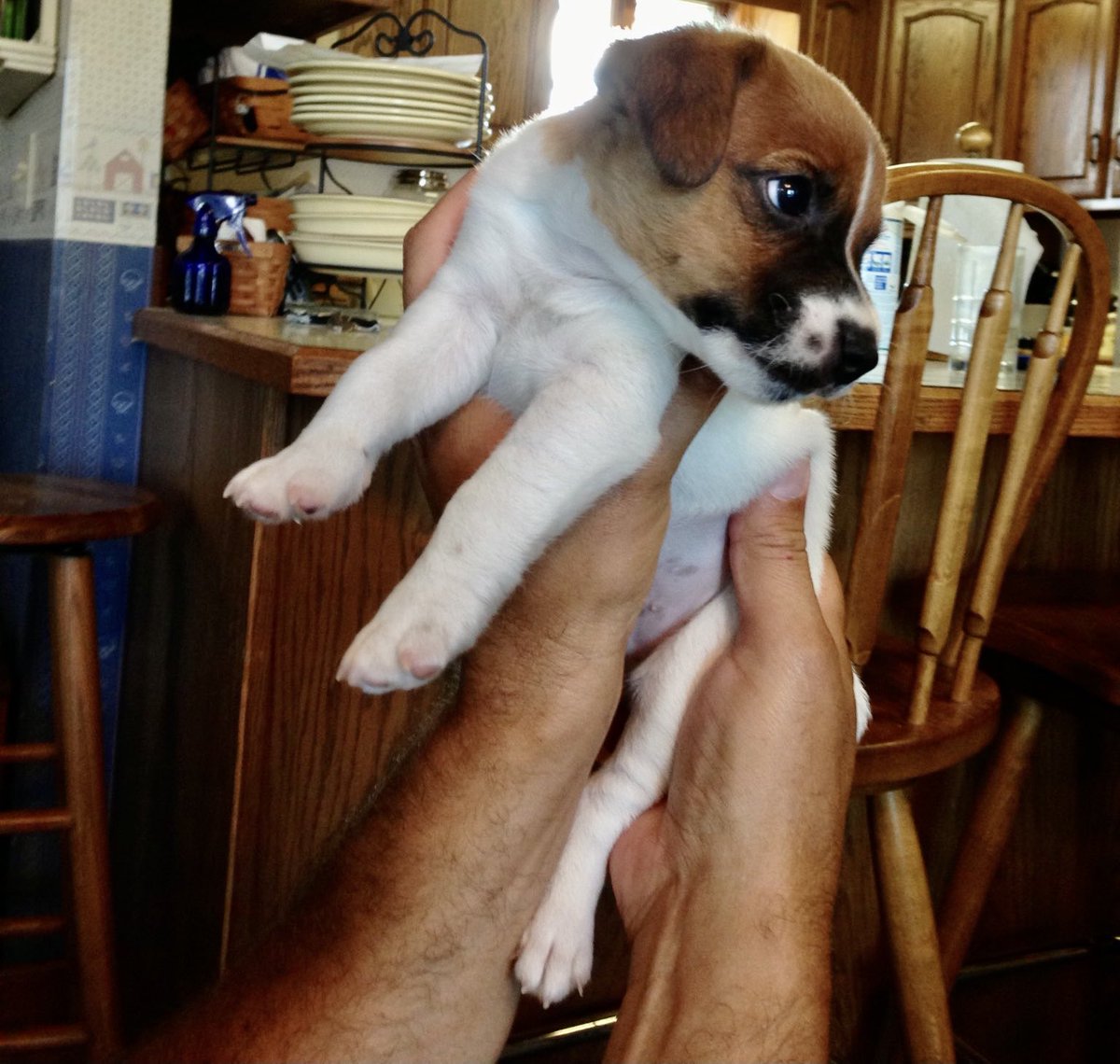 BelleLBear's tweet photo. #ThrowbackThursday #DogsofTwitter #LittleShaver #TinyPup Hi Frens! Me on Gotcha Day, 8 weeks old! Luv u!
💛💛💛Little Bear https://t.co/h3j4FS1N1a