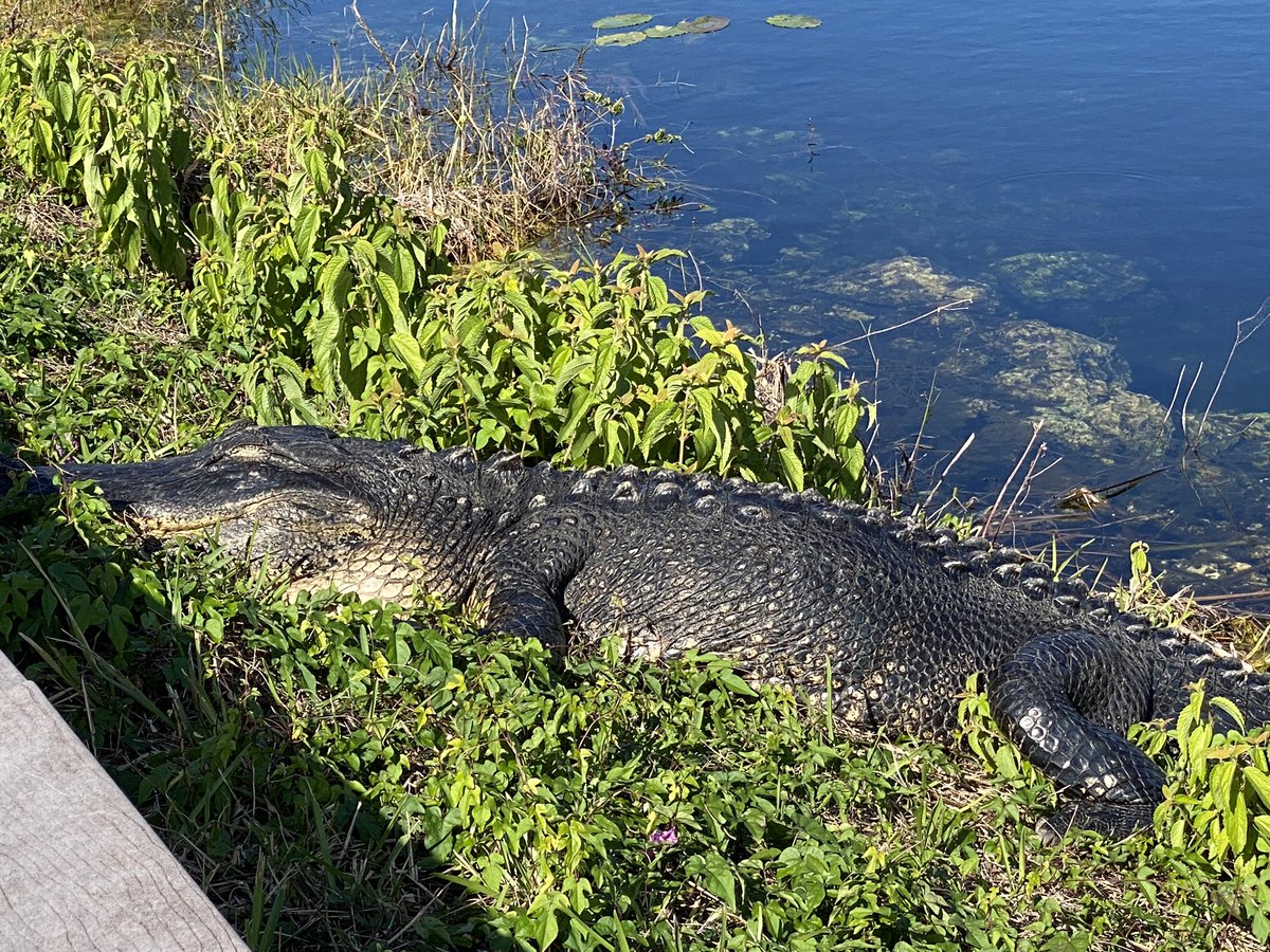 DownsizingCents's tweet photo. #gators🐊 to the left of us 🐊 to the right of us😳The #AnhingaTrail at #RoyalPalm in the #Everglades didn’t disappoint.If you haven’t yet, check out our YouTube video about this trail and more. 
https://t.co/ynLOWAMAsH https://t.co/c5ajovfTTD
