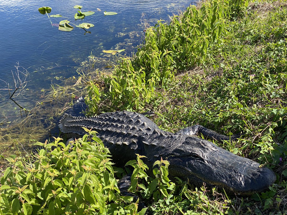 DownsizingCents's tweet photo. #gators🐊 to the left of us 🐊 to the right of us😳The #AnhingaTrail at #RoyalPalm in the #Everglades didn’t disappoint.If you haven’t yet, check out our YouTube video about this trail and more. 
https://t.co/ynLOWAMAsH https://t.co/c5ajovfTTD