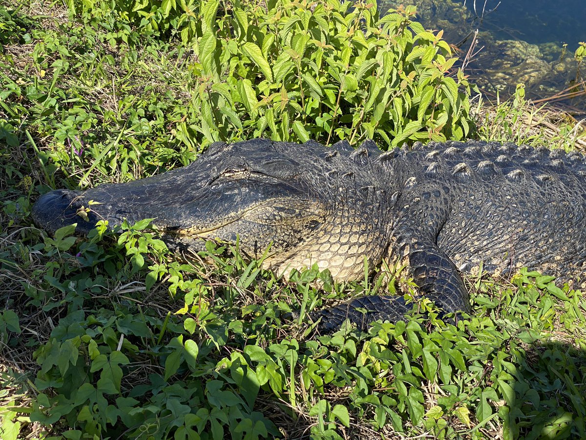 DownsizingCents's tweet photo. #gators🐊 to the left of us 🐊 to the right of us😳The #AnhingaTrail at #RoyalPalm in the #Everglades didn’t disappoint.If you haven’t yet, check out our YouTube video about this trail and more. 
https://t.co/ynLOWAMAsH https://t.co/c5ajovfTTD