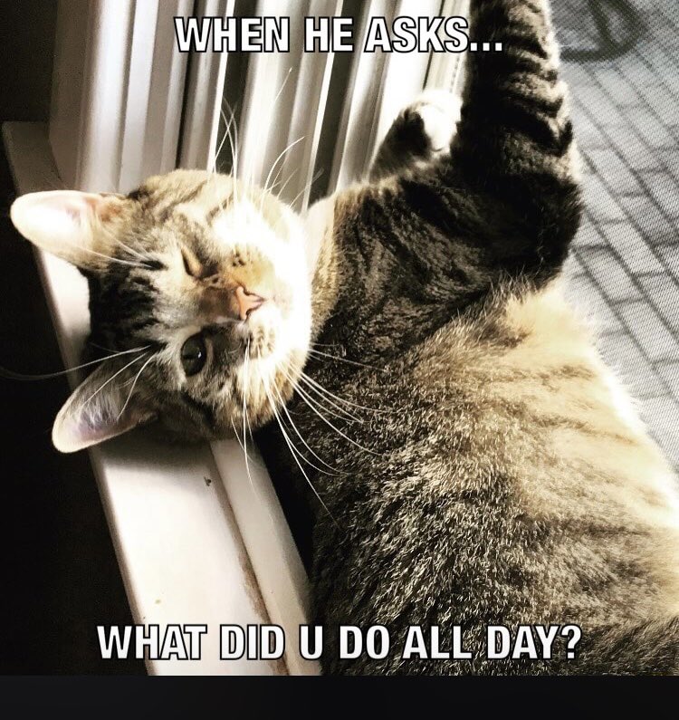LouBonomi's tweet photo. @aphotomama #FebPhotoADay #MemeIsTheTheme @aphotomama I designed this Meme awhile back. Enjoy! 😻😉 https://t.co/vFZIKgDbgk