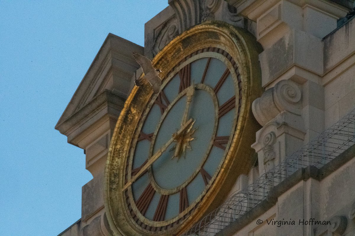 It got nasty cold last week, but here I am, (look close!) flying about in balmy 70 degree weather near the UT Tower. Ah, Austin...#PeregrineLife (Photo: Virginia Hoffman)