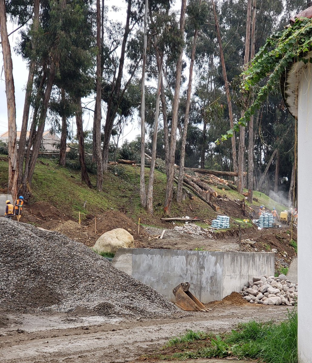 BernardaOM's tweet photo. En la calle Los Laureles en #Cuenca se estan construyendo unas camineras de cemento y para eso se estan cortando mas de 150 arboles. 
Cambian pulmones vivos del planeta por cemento y si ya estuvo aqui ayer la @emac_ep y siguen cortando 🌳
Como el derecho no funciona voy a TW. https://t.co/nDIzN2a7Oa