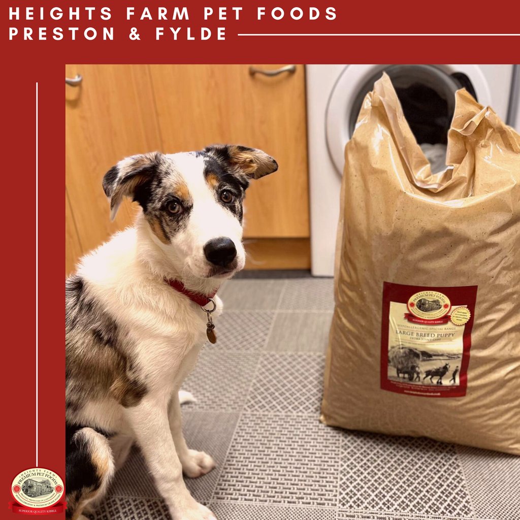 Athena, a 6-month-old Border Collie has joined the Heights Farm Preston &amp; Fylde, family. 
Athena has been to visit Alison &amp; Steve at local Farmers Markets and loves taking on an adventure in her area. 

 Welcome to the Heights Farm family, Athena! 🐶