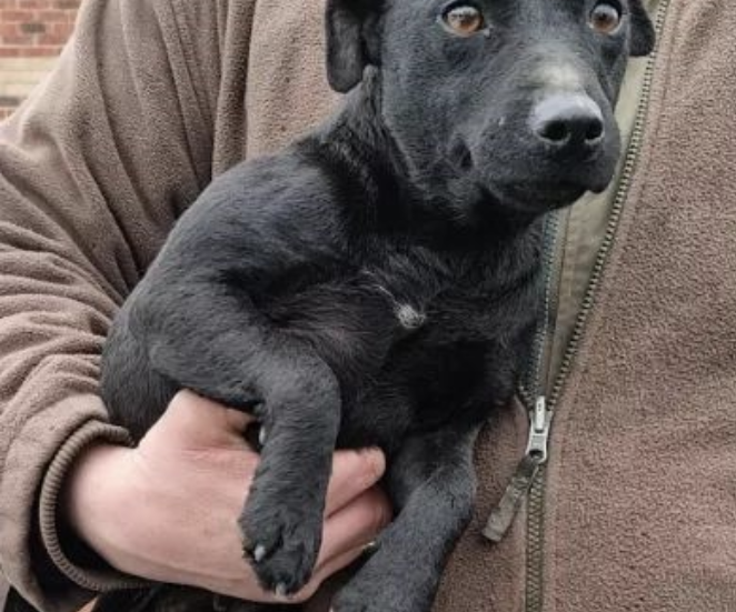 ShefNews's tweet photo. A dog who went missing following a burglary last November has been reunited with her owner. 

@HannahFulcher7 has the details on how Peggy was found.

https://t.co/N3c3a00fgw https://t.co/D2Yh4menxf