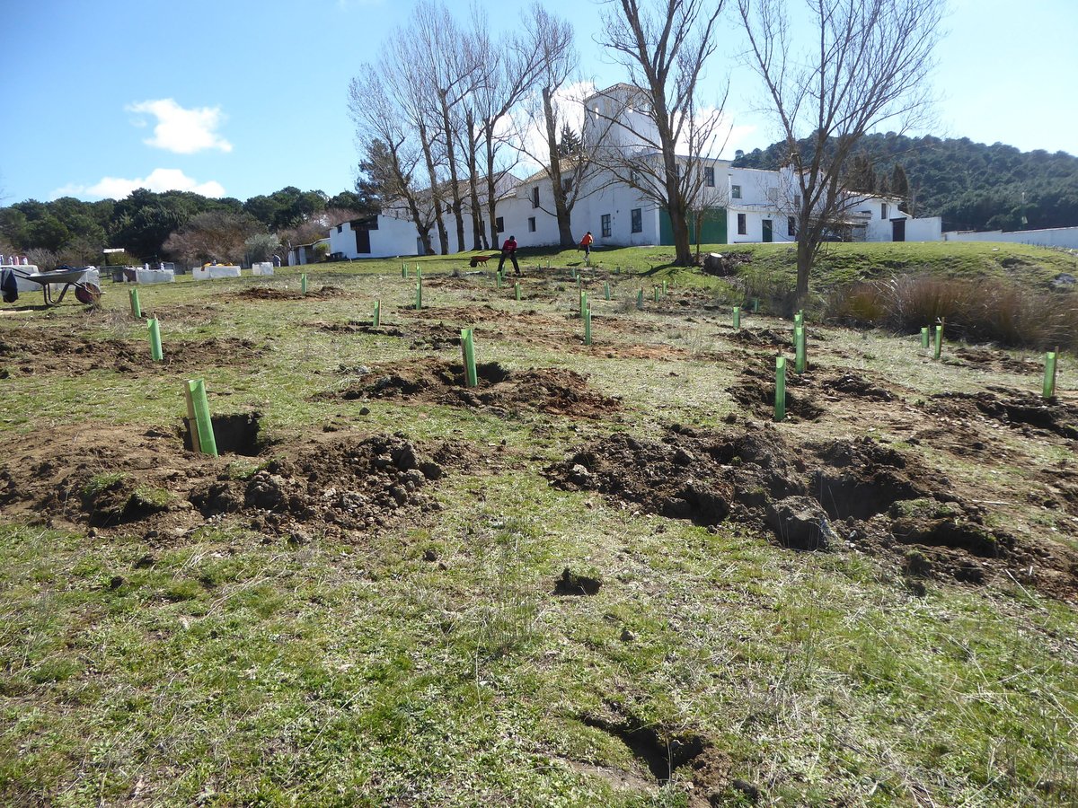 LIFETerraEurope's tweet photo. Day 1 of a planting event Life Terra did at Huerto Alegre with scholars from CEIP San José de Calasanz (Málaga). Together, we planted 42 trees with 29 kids from 9-11 years old (5th and 6th school grades).
#trees #plantingtrees #letsplantogether #kids #education #climatechange https://t.co/TFWE38toSa