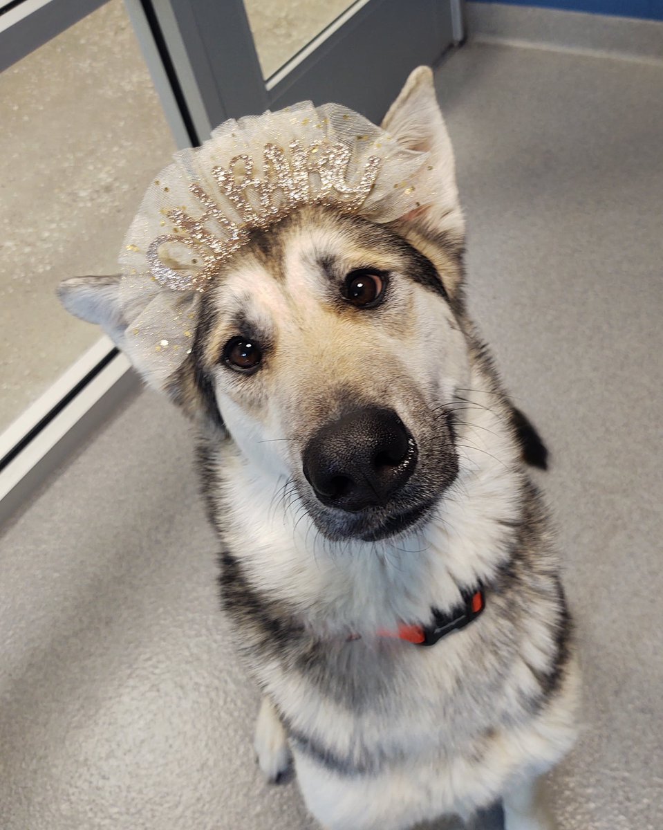 SUHumaneSociety's tweet photo. We are excited to announce on Super Bowl Sunday Maya had 9 puppies! Everyone is doing great! Puppy Shower will be on March 6th 12-4pm. More info on our Facebook! Meet Kelce, Andi, Bell, Brittney, Tyreeka, Sterling, Mahomie, Reid, and Badger! @Chiefs @PatrickMahomes  @tkelce https://t.co/BRHdnX3jEY