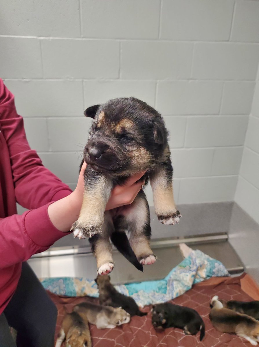 SUHumaneSociety's tweet photo. We are excited to announce on Super Bowl Sunday Maya had 9 puppies! Everyone is doing great! Puppy Shower will be on March 6th 12-4pm. More info on our Facebook! Meet Kelce, Andi, Bell, Brittney, Tyreeka, Sterling, Mahomie, Reid, and Badger! @Chiefs @PatrickMahomes  @tkelce https://t.co/BRHdnX3jEY